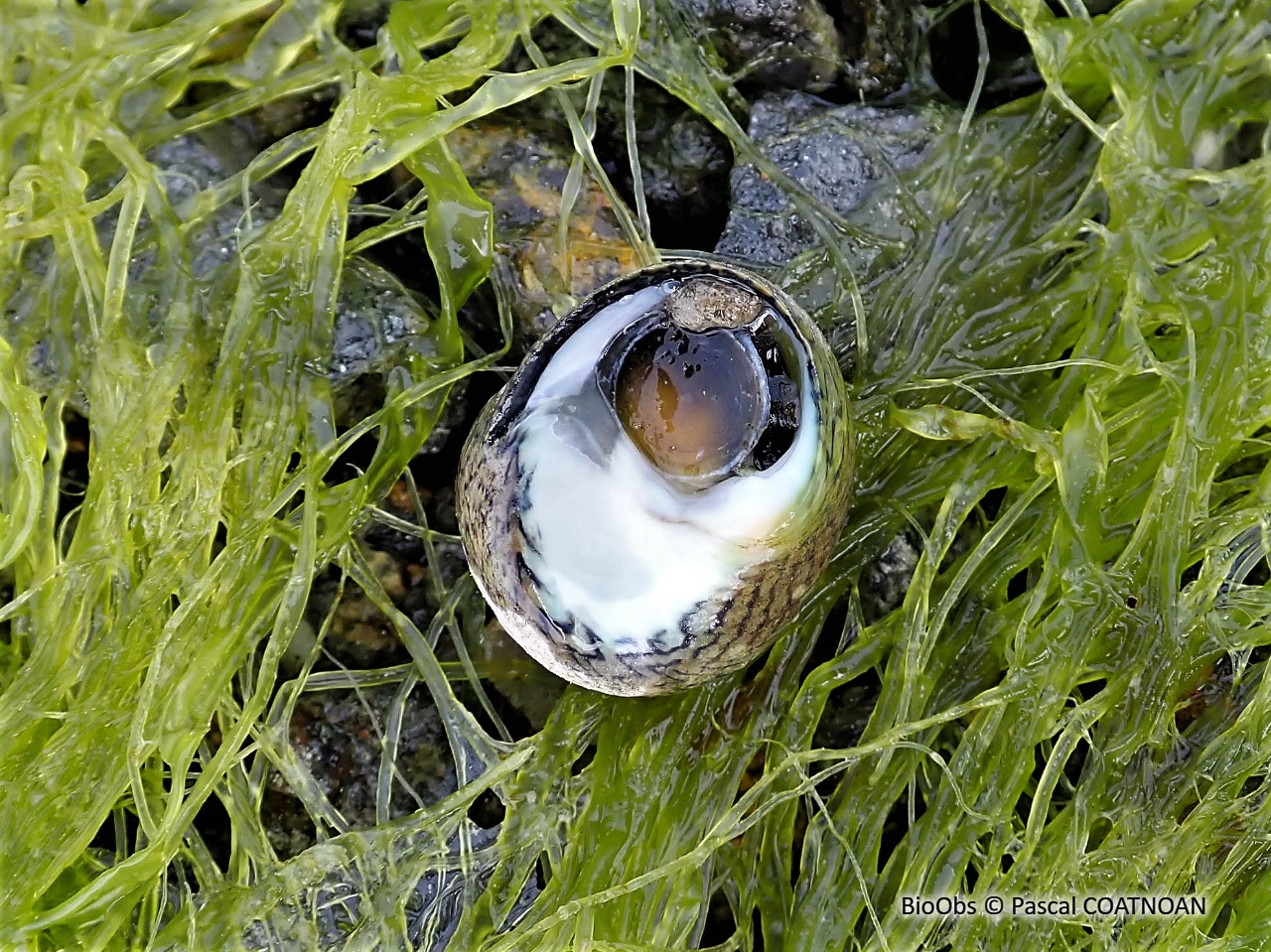 Monodonte - Phorcus lineatus - Pascal COATNOAN - BioObs