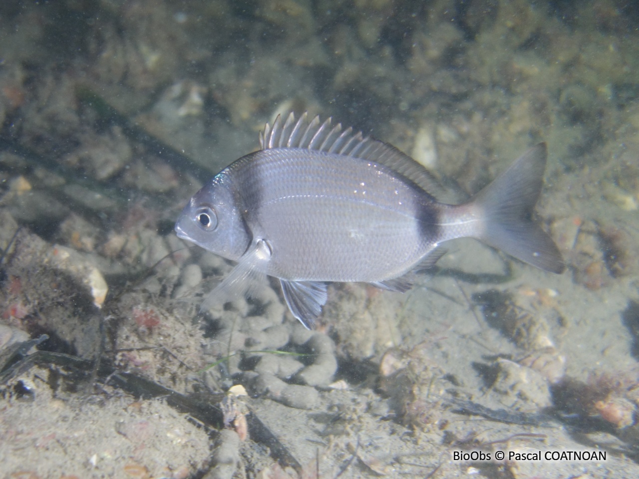 Sar à tête noire - Diplodus vulgaris - Pascal COATNOAN - BioObs
