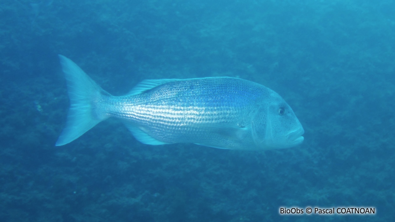 Denti - Dentex dentex - Pascal COATNOAN - BioObs