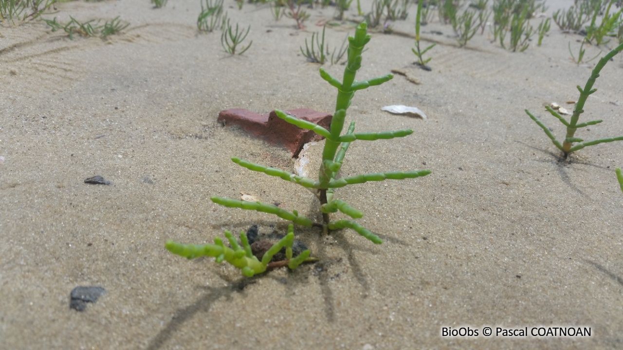 Salicorne - Salicornia spp. - Pascal COATNOAN - BioObs