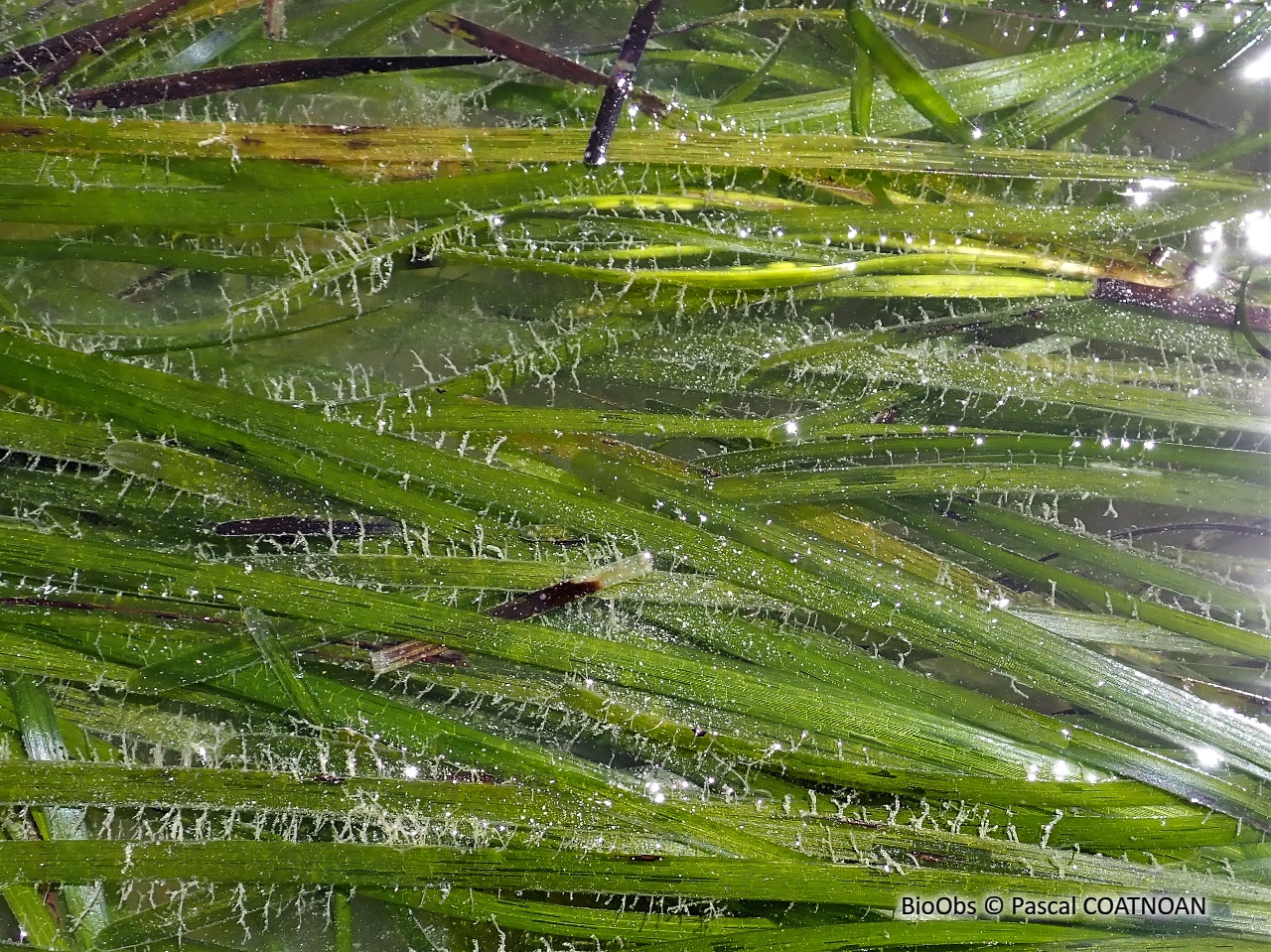 Hydraire-gazon anguleux - Laomedea angulata - Pascal COATNOAN - BioObs