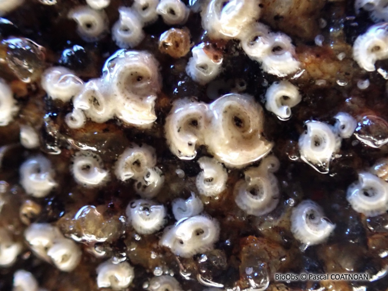 Spirorbe de Pagenstecher - Janua heterostropha - Pascal COATNOAN - BioObs