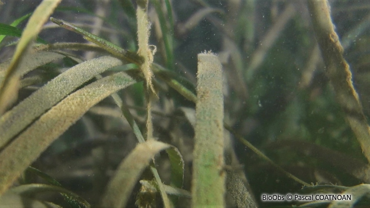 Nérophis à nez droit - Nerophis ophidion - Pascal COATNOAN - BioObs