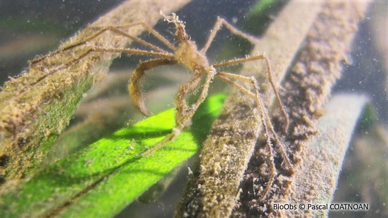 Macropode rostré - Macropodia rostrata - Pascal COATNOAN - BioObs