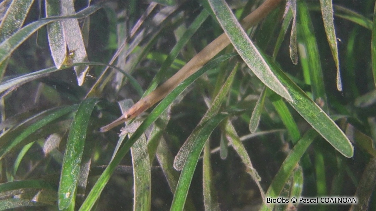 Entélure - Entelurus aequoreus - Pascal COATNOAN - BioObs