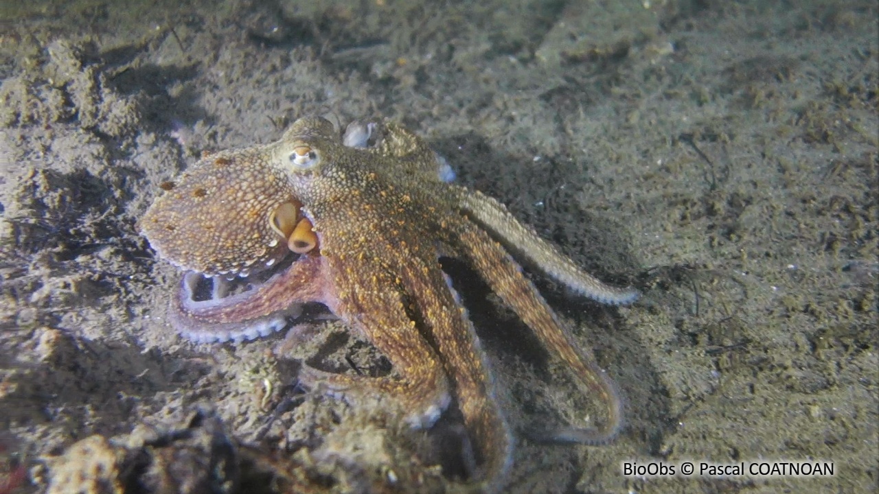 Poulpe commun - Octopus vulgaris - Pascal COATNOAN - BioObs