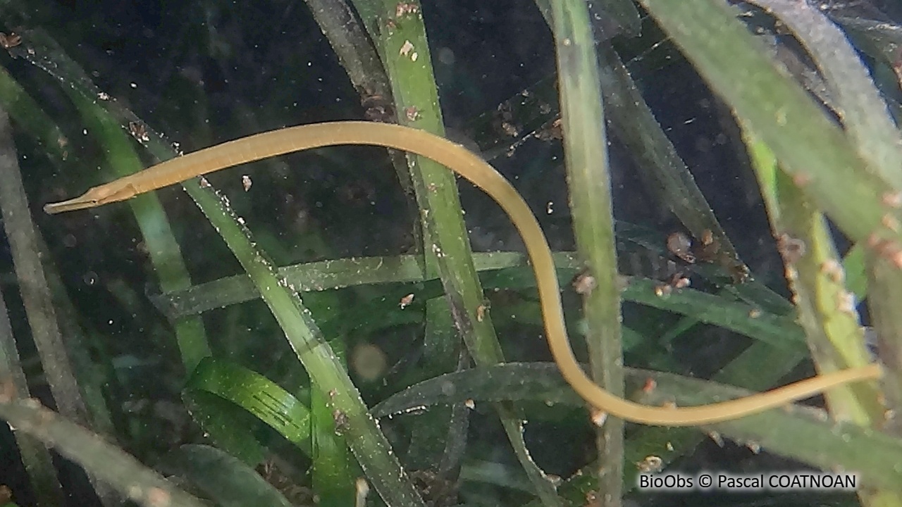 Entélure - Entelurus aequoreus - Pascal COATNOAN - BioObs