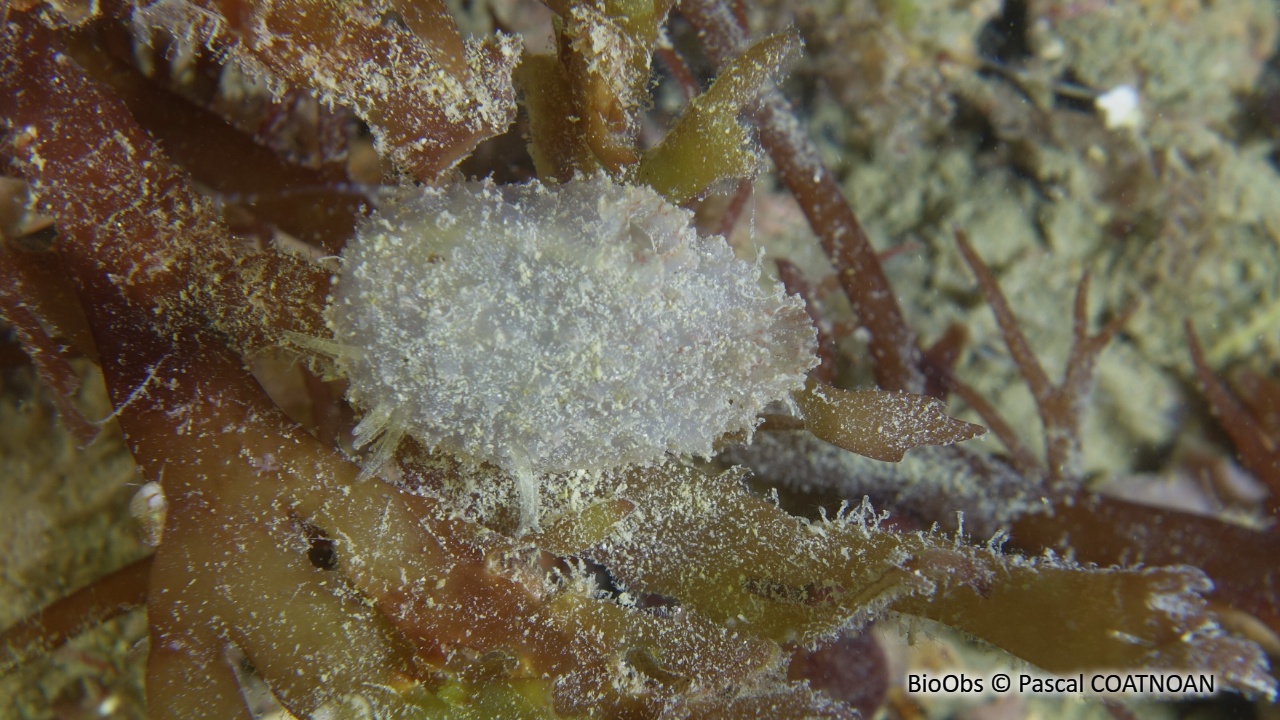 Ascidie rugueuse - Ascidiella scabra - Pascal COATNOAN - BioObs