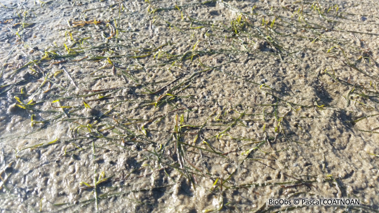 Zostère naine - Zostera (Zosterella) noltei - Pascal COATNOAN - BioObs