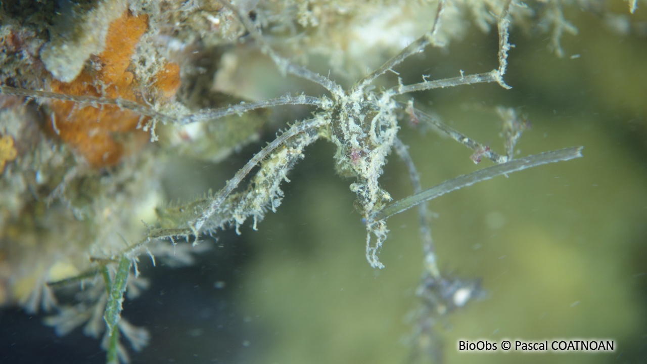 Macropode rostré - Macropodia rostrata - Pascal COATNOAN - BioObs