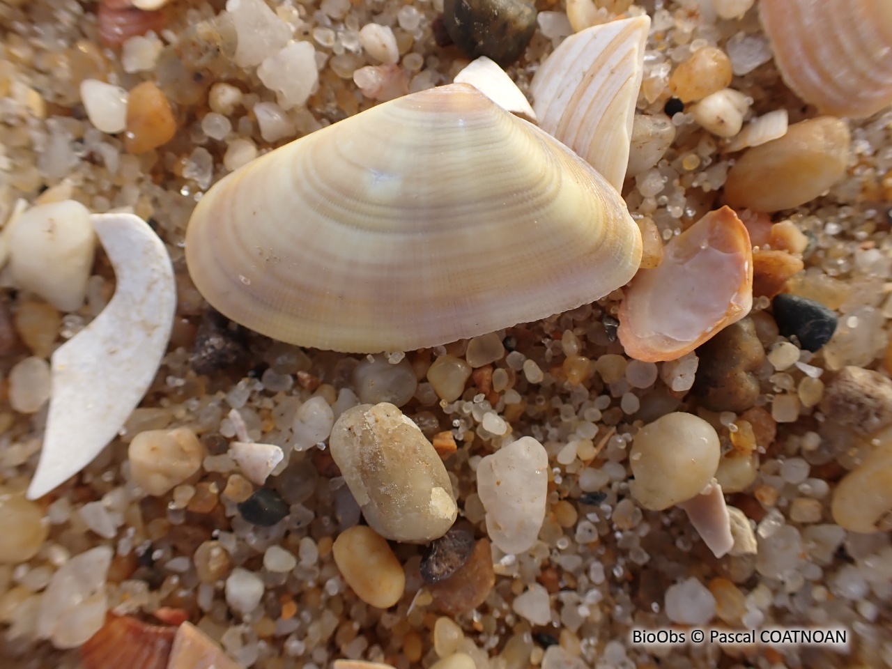 Flion aplati - Donax variegatus - Pascal COATNOAN - BioObs