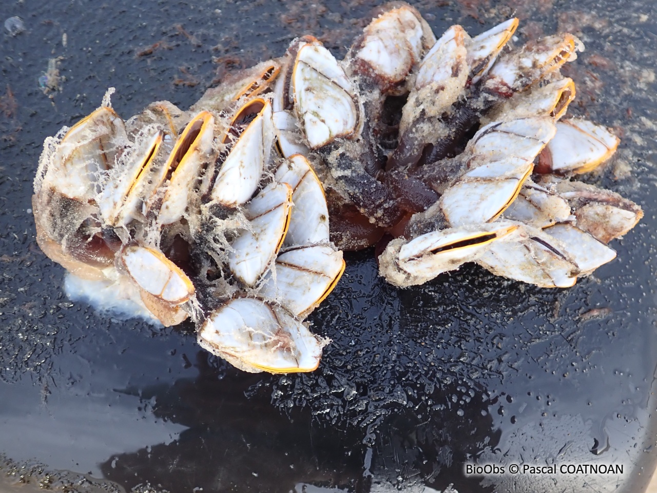 Anatife Commun - Lepas (Anatifa) anatifera - Pascal COATNOAN - BioObs