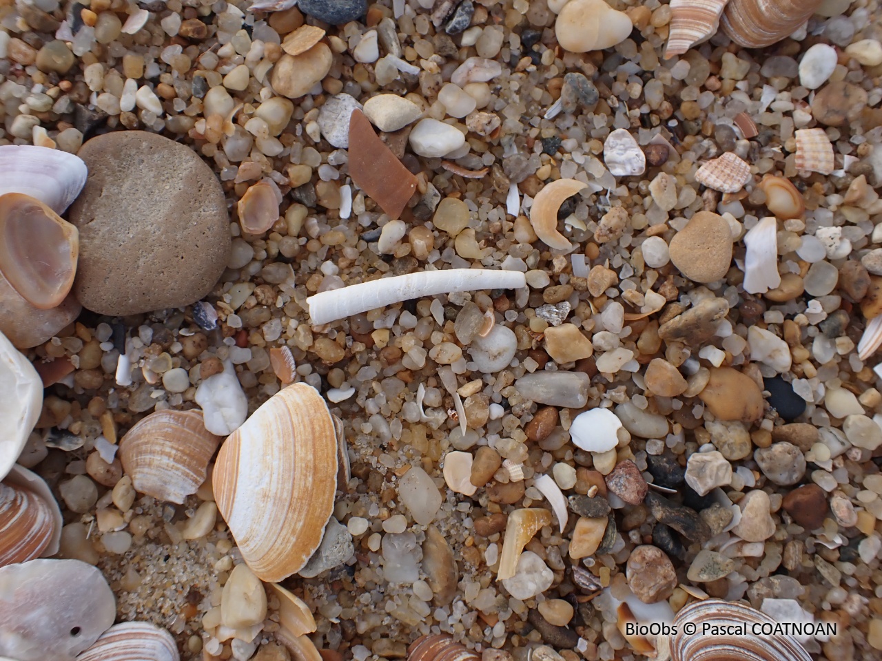 Dentale - Antalis vulgaris - Pascal COATNOAN - BioObs