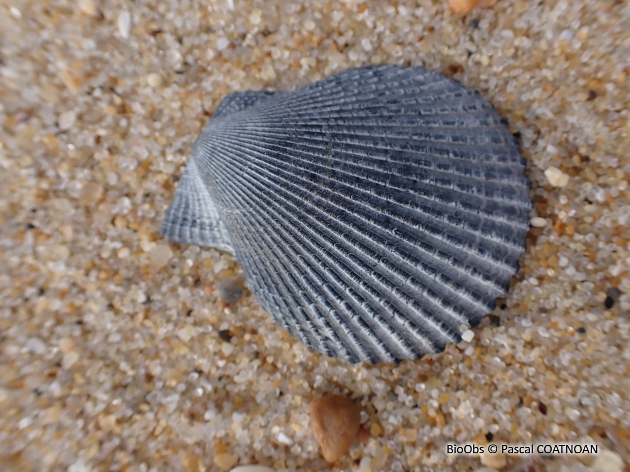 Peigne operculé - Aequipecten opercularis - Pascal COATNOAN - BioObs