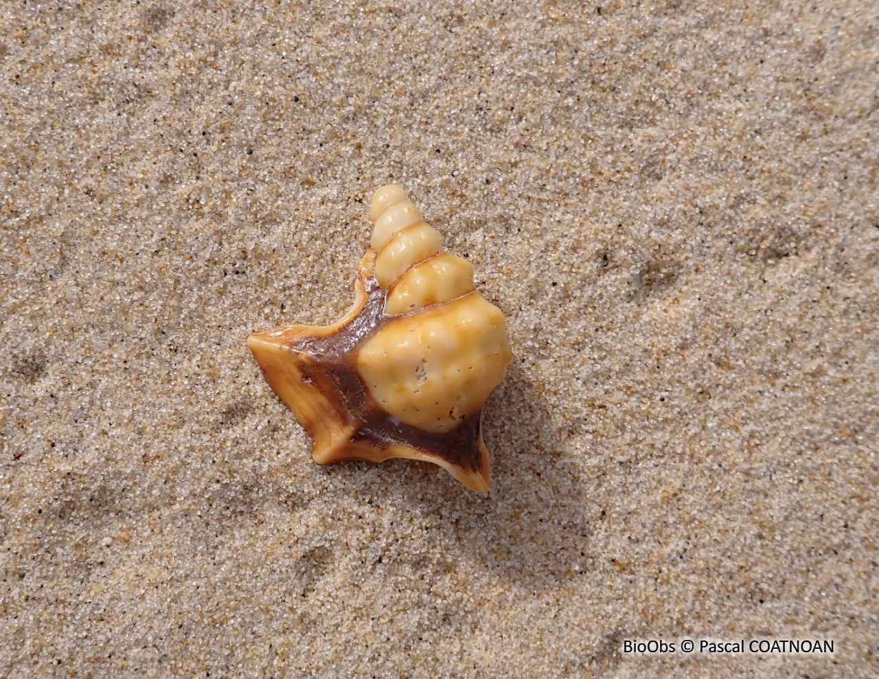 Pied de pélican - Aporrhais pespelecani - Pascal COATNOAN - BioObs