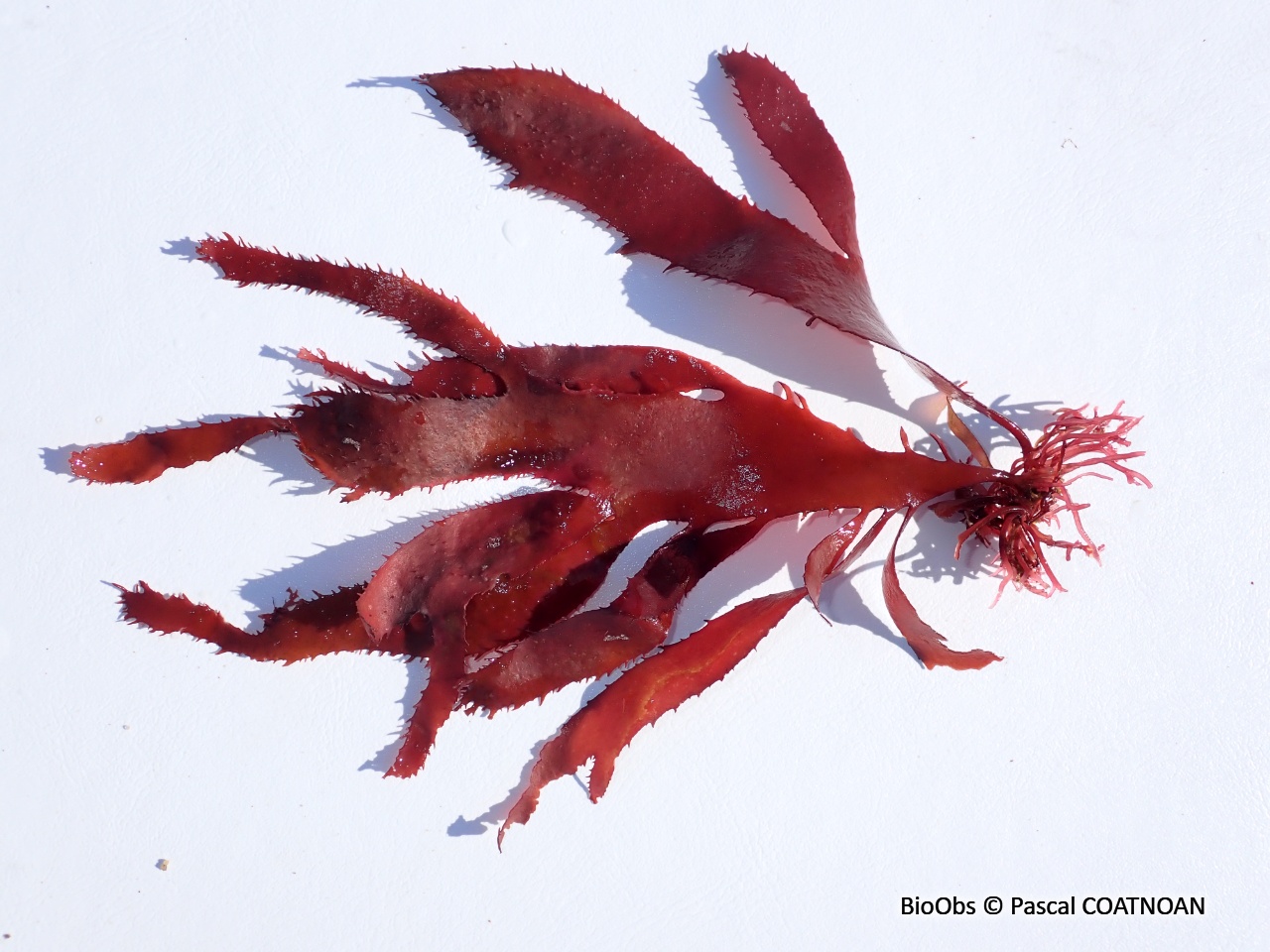 Algue ciliée - Calliblepharis ciliata - Pascal COATNOAN - BioObs