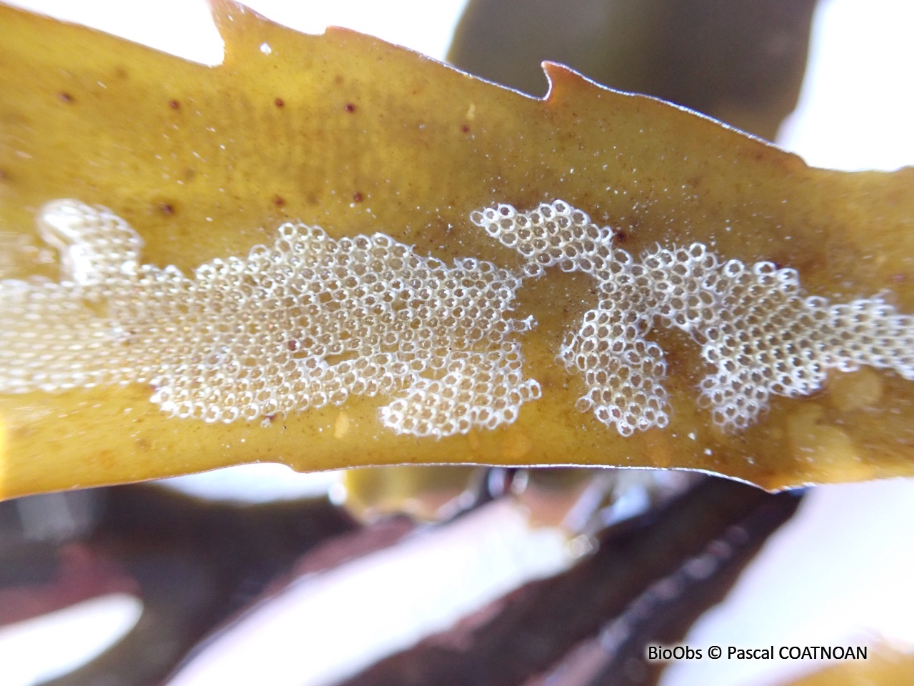 Ecorce pileuse - Electra pilosa - Pascal COATNOAN - BioObs