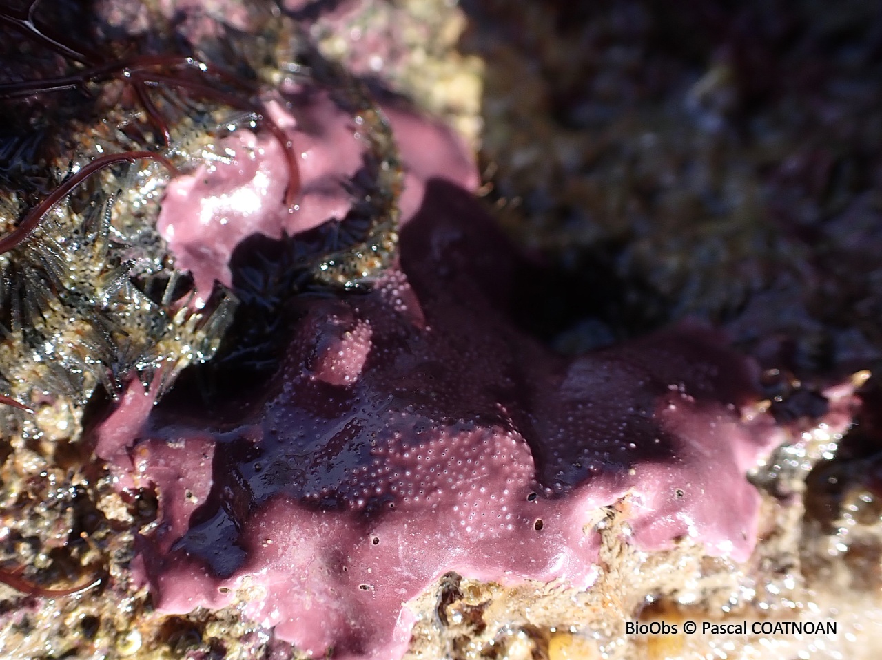 Didemne lisse perforé - Lissoclinum perforatum - Pascal COATNOAN - BioObs