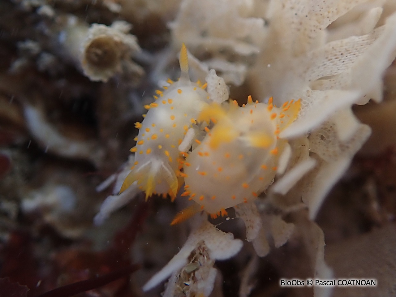 Crimora à papilles - Crimora papillata - Pascal COATNOAN - BioObs