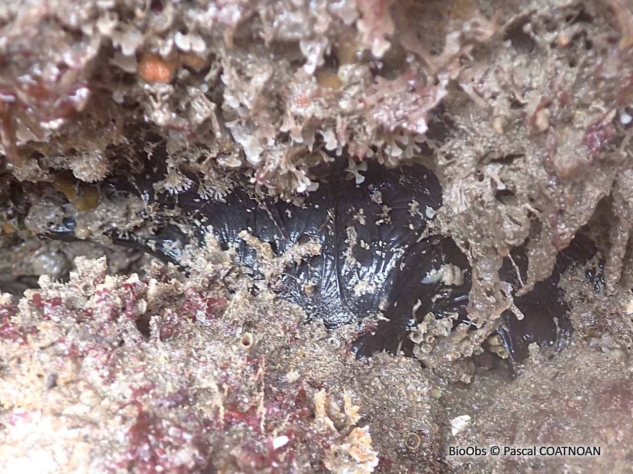 Eponge aile de chauve souris - Dercitus (Dercitus) bucklandi - Pascal COATNOAN - BioObs