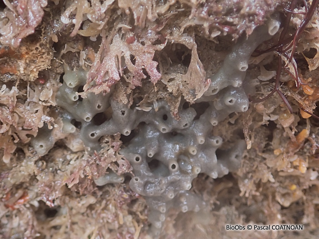 Chaline cendrée - Haliclona (Reniera) cinerea - Pascal COATNOAN - BioObs