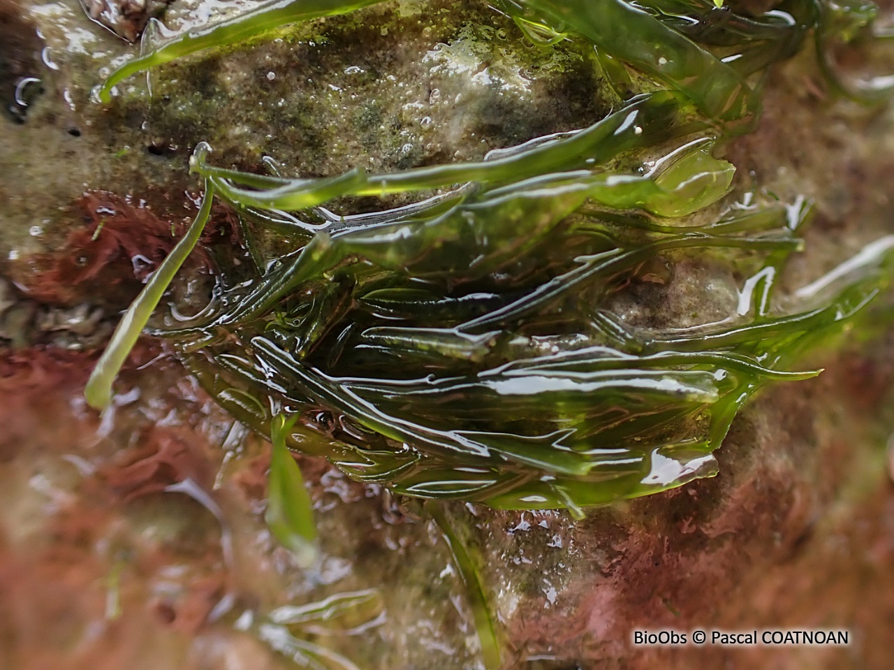 Entéromorphe - Ulva compressa - Pascal COATNOAN - BioObs