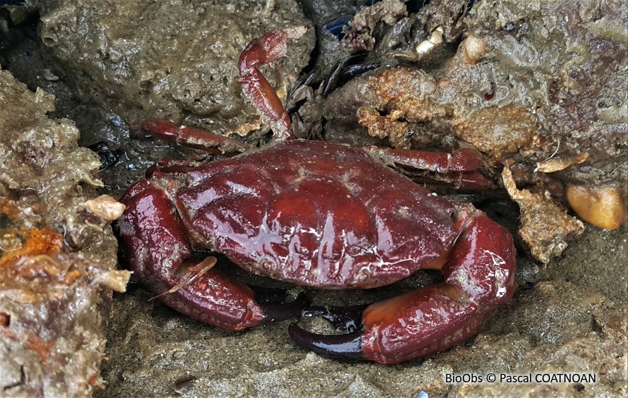 Crabe de pierre - Xantho hydrophilus - Pascal COATNOAN - BioObs