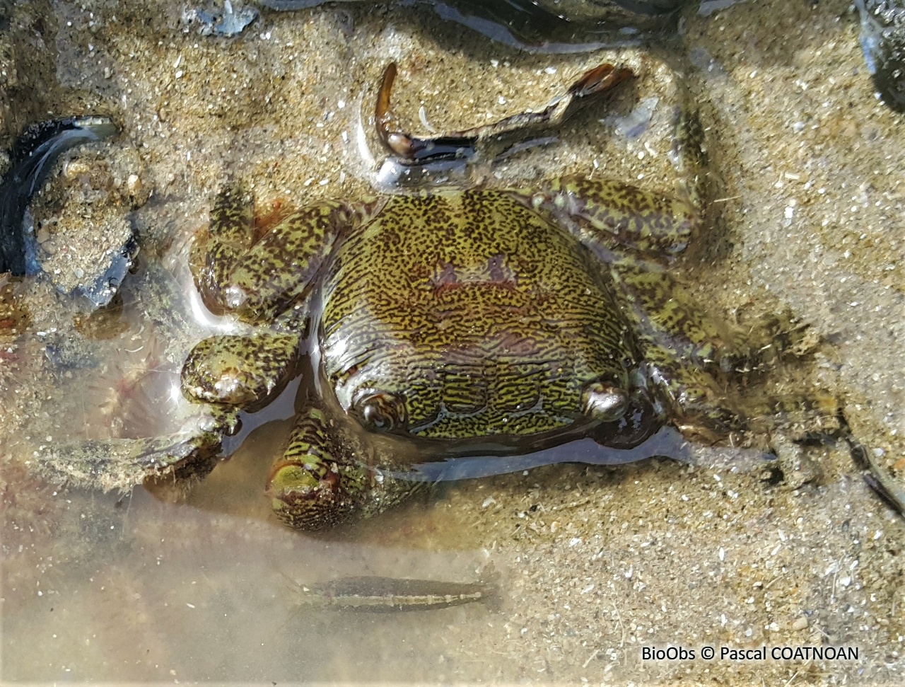 Crabe marbré - Pachygrapsus marmoratus - Pascal COATNOAN - BioObs