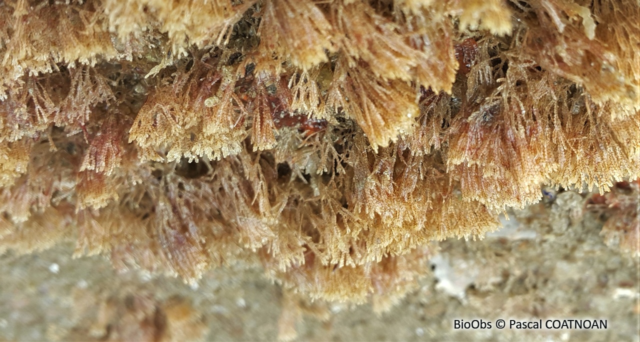 Bryozoaire inopiné - Tricellaria inopinata - Pascal COATNOAN - BioObs