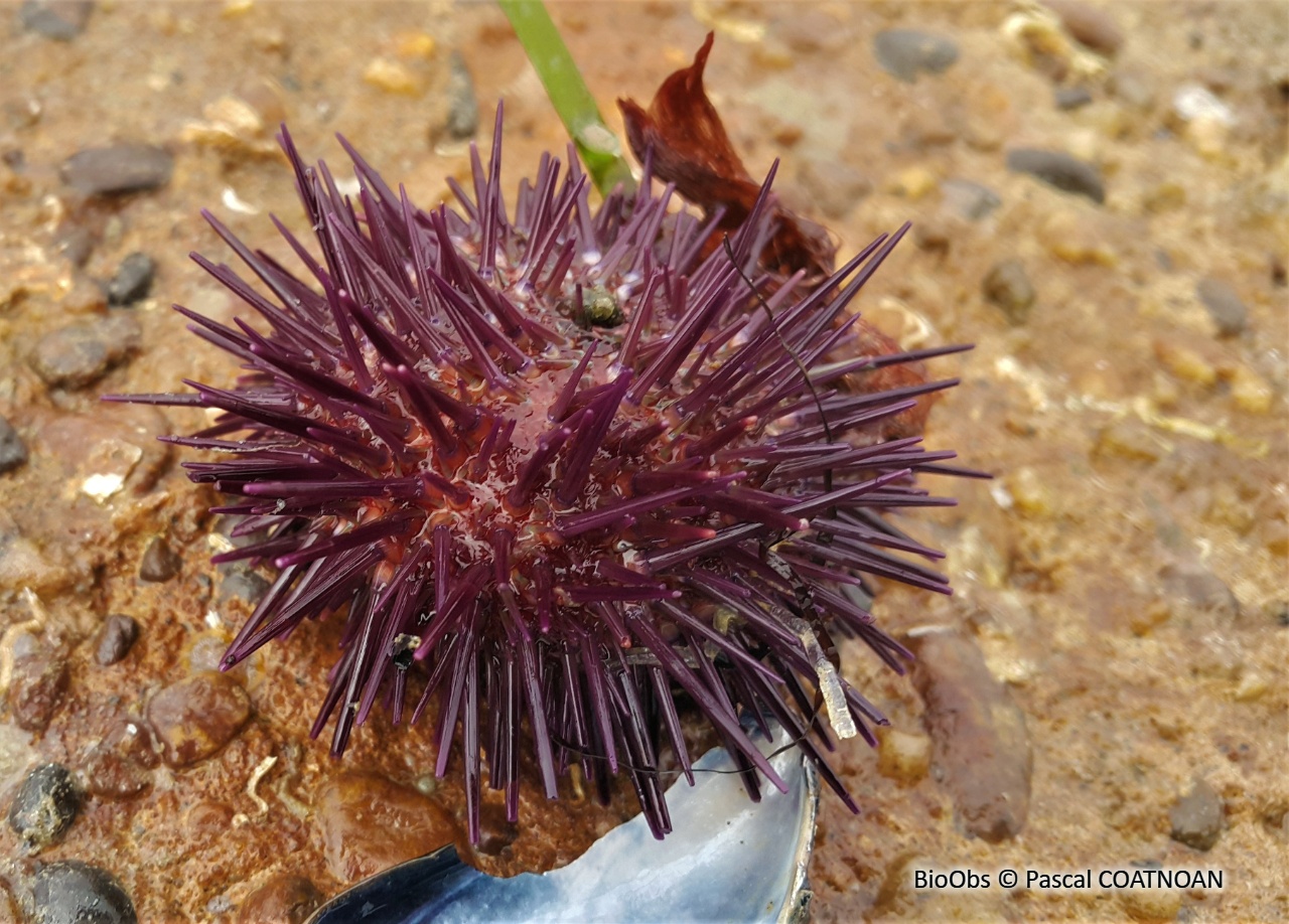 Oursin violet - Paracentrotus lividus - Pascal COATNOAN - BioObs