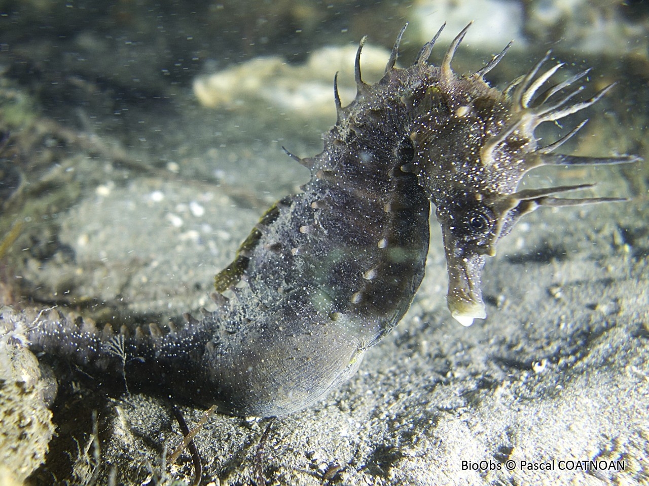 Hippocampe moucheté - Hippocampus guttulatus - Pascal COATNOAN - BioObs