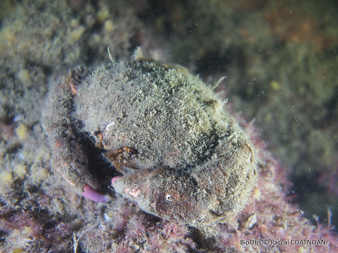 Dromie, petit crabe - Dromia personata - Pascal COATNOAN - BioObs