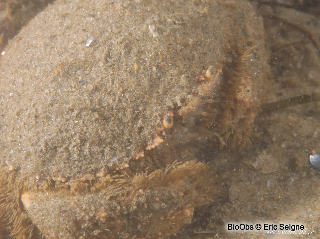 Grand crabe circulaire - Atelecyclus undecimdentatus - Eric Seigne - BioObs