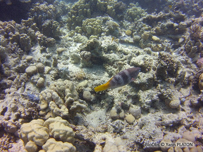 Perroquet rouillé - Scarus ferrugineus - Yann PLATON - BioObs