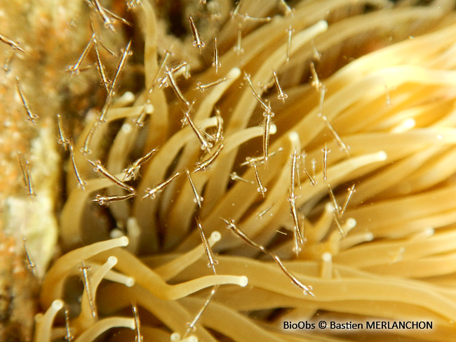 Crevette pélagique - Leptomysis mediterranea - Bastien MERLANCHON - BioObs