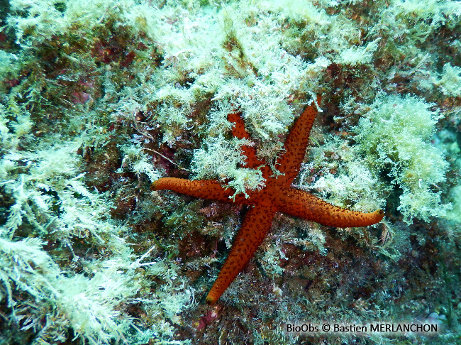 Etoile de mer rouge - Echinaster (Echinaster) sepositus - Bastien MERLANCHON - BioObs