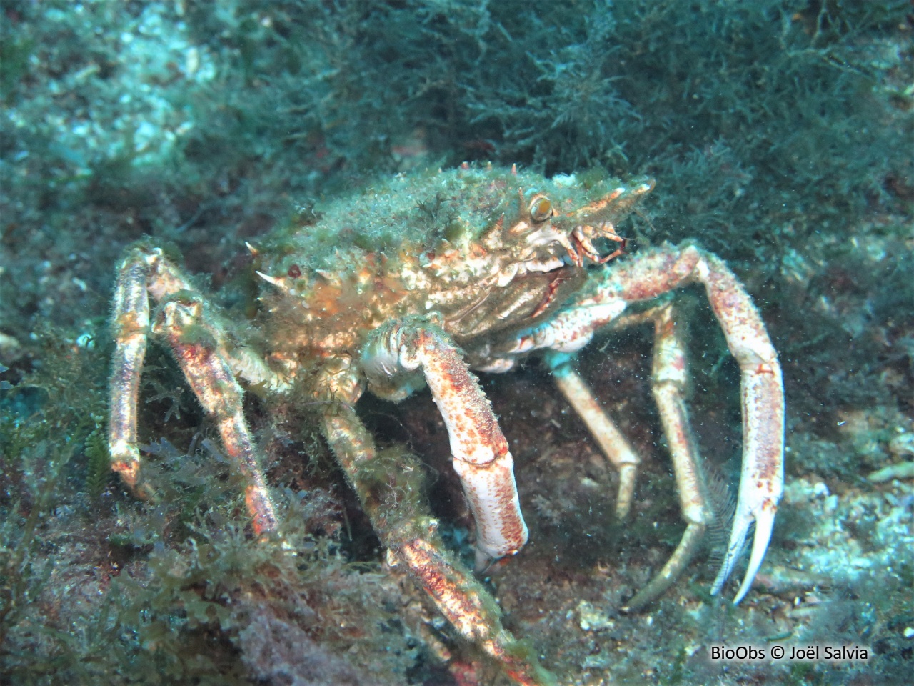Grande araignée de Méditerranée - Maja squinado - Joël Salvia - BioObs