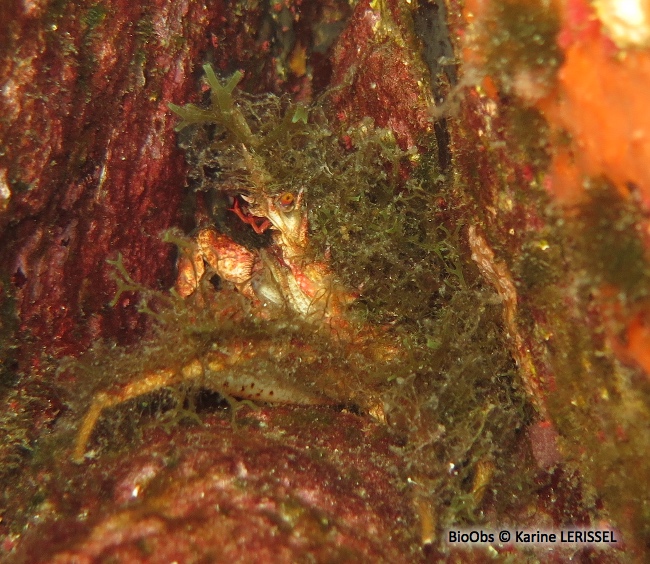 Petite araignée de mer - Maja crispata - Karine LERISSEL - BioObs