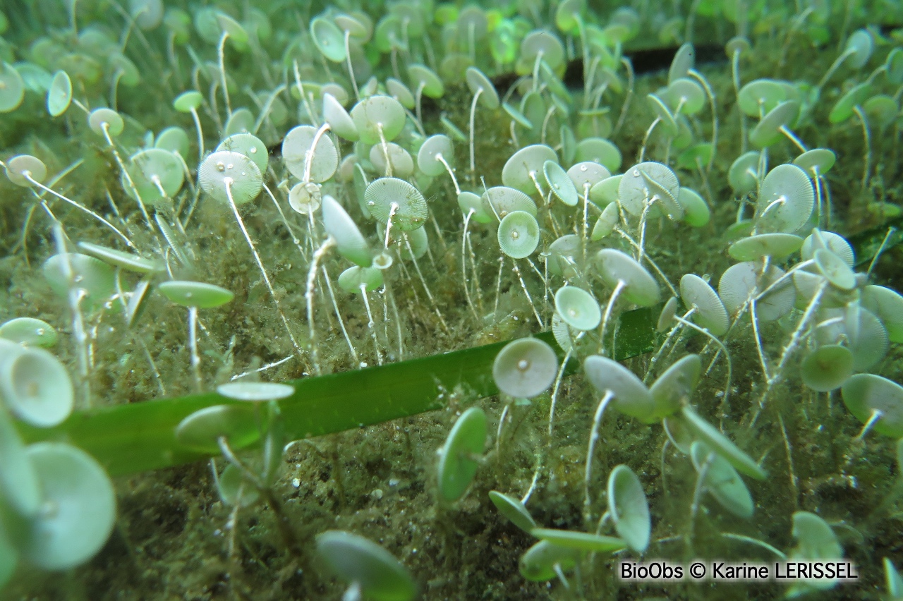 Acétabulaire - Acetabularia acetabulum - Karine LERISSEL - BioObs