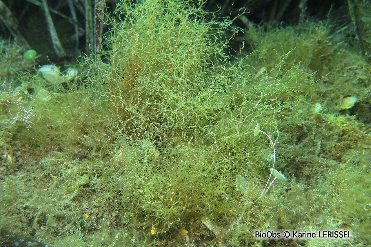 Dictyote jaune - Dictyota implexa - Karine LERISSEL - BioObs