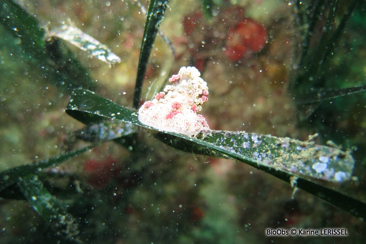 Alicia - Alicia mirabilis - Karine LERISSEL - BioObs