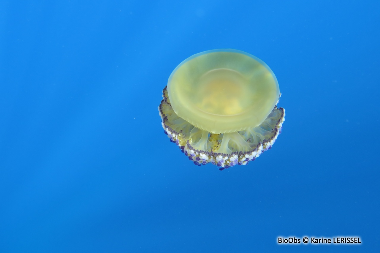 Méduse oeuf au plat - Cotylorhiza tuberculata - Karine LERISSEL - BioObs