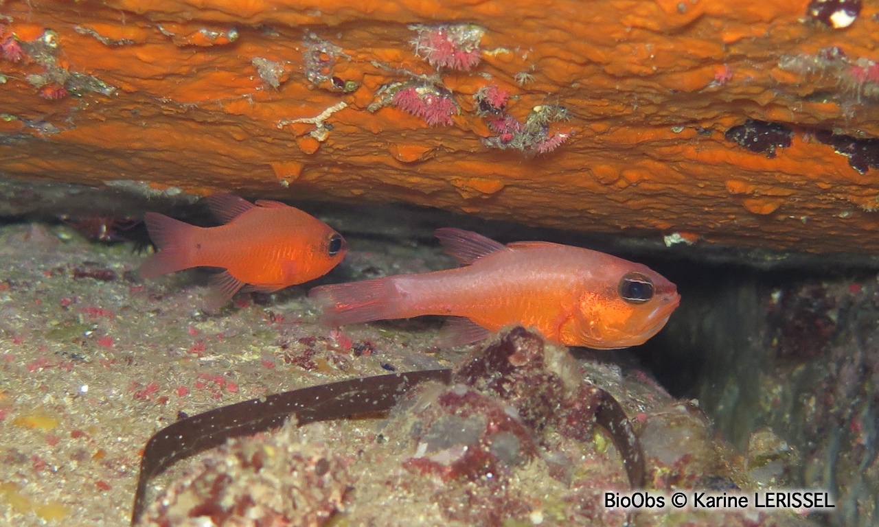 Apogon - Apogon imberbis - Karine LERISSEL - BioObs