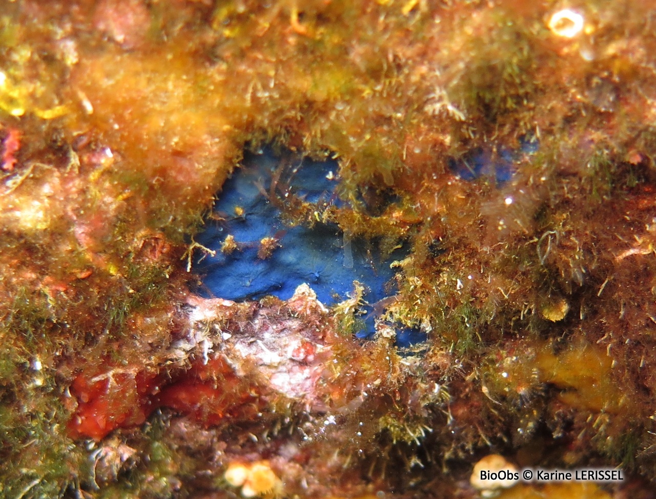 Eponge encroûtante bleue - Terpios gelatinosus - Karine LERISSEL - BioObs