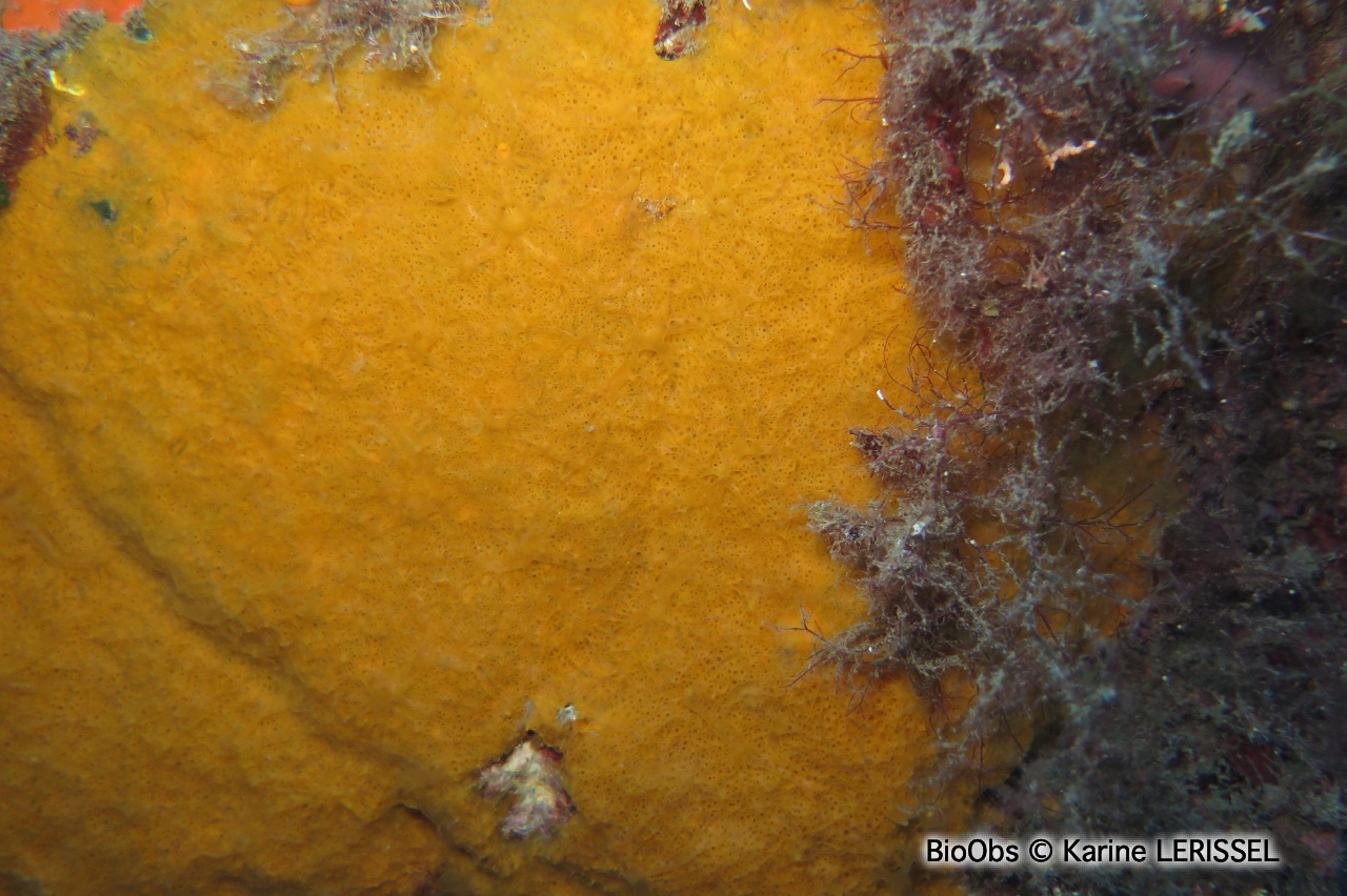 Scopaline ocre - Scopalina lophyropoda - Karine LERISSEL - BioObs