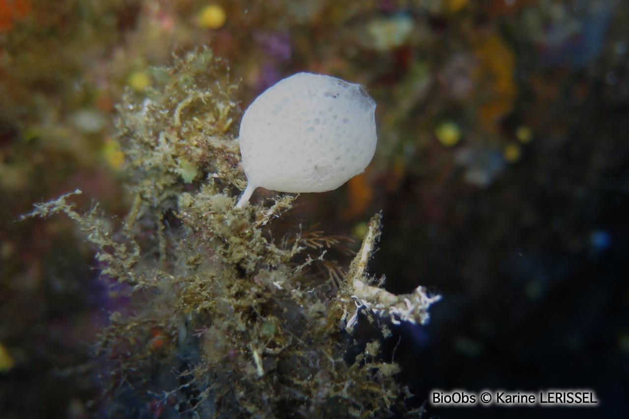 Clathrine pédonculée - Clathrina lacunosa - Karine LERISSEL - BioObs