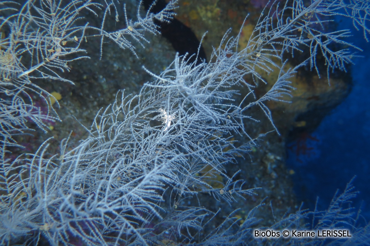 Corail noir de Méditerranée - Antipathella subpinnata - Karine LERISSEL - BioObs