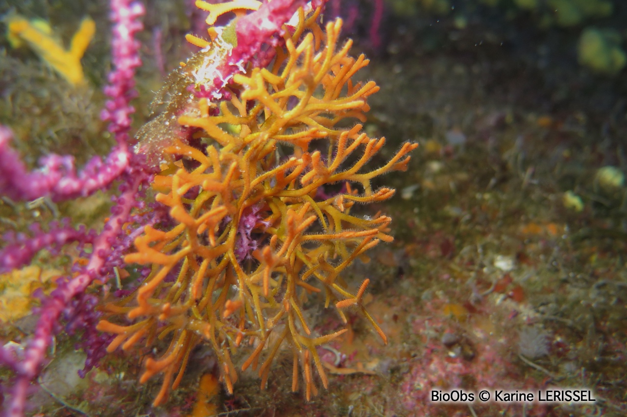 Adéonelle - Adeonella calveti - Karine LERISSEL - BioObs