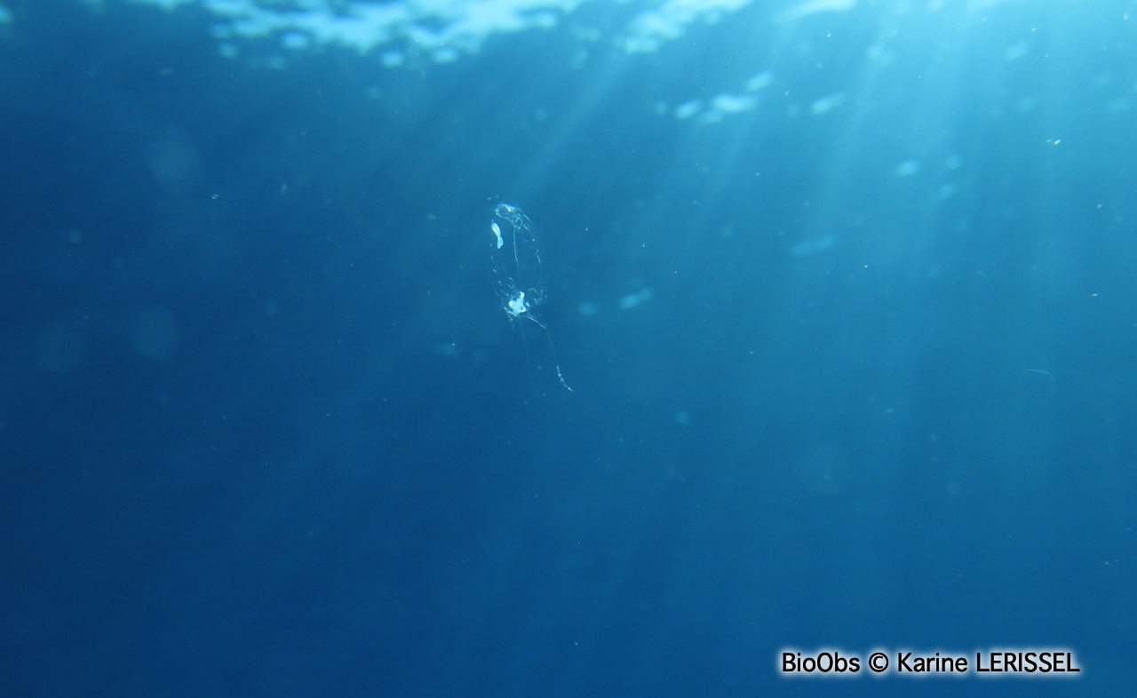 Salpe démocratique - Thalia democratica - Karine LERISSEL - BioObs