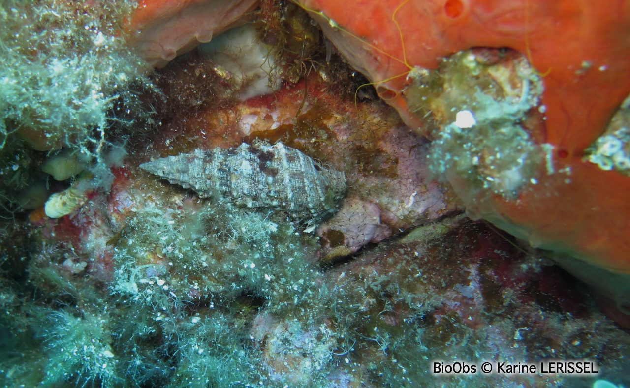 Cérithe goumier - Cerithium vulgatum - Karine LERISSEL - BioObs